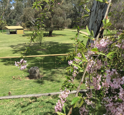 Explore our huge garden beside the Murray River 