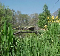 Our lake, with yellow irises and a new bridge